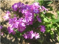 Lj. phlox